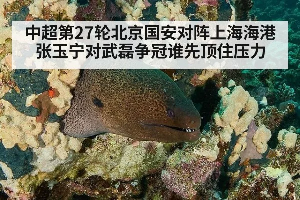 中超第27轮北京国安对阵上海海港张玉宁对武磊争冠谁先顶住压力